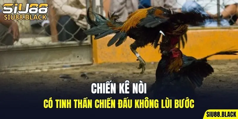 Đá Gà SIU88 5 Chiến kê nòi có tinh thần chiến đấu không lùi bước