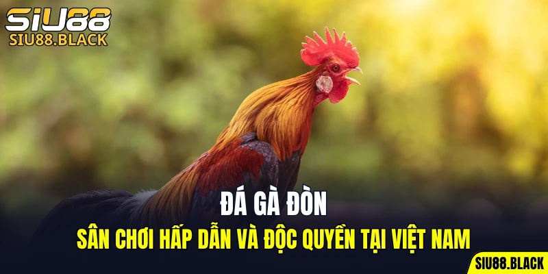 Đá Gà Đòn - Sân Chơi Hấp Dẫn Và Độc Quyền Tại Việt Nam 5 đá gà đòn
