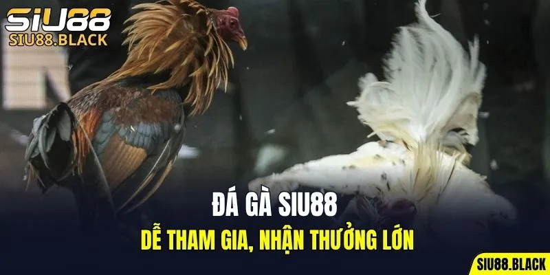 Đá Gà SIU88 4 Đá gà SIU88 dễ tham gia, nhận thưởng lớn