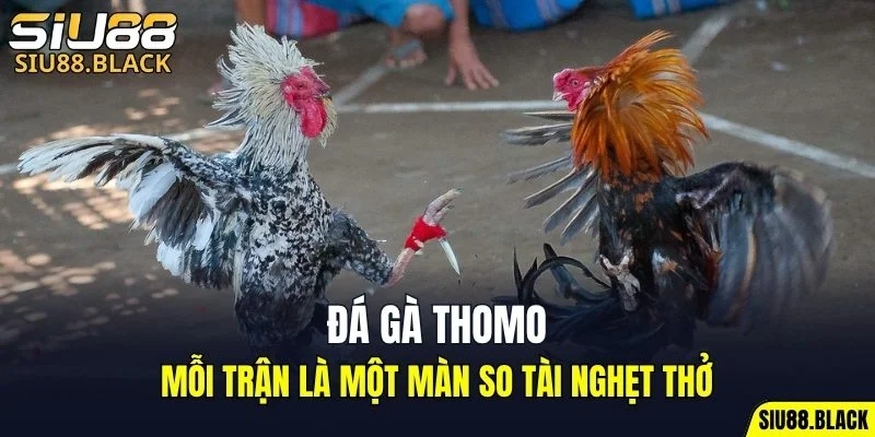 Đá Gà Thomo - Mỗi Trận Là Một Màn So Tài Nghẹt Thở 6 đá gà Thomo
