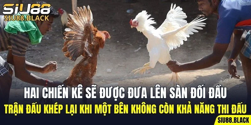 Cách Chơi Bài Uno - Hé Lộ Chiến Thuật Bất Bại Hữu Ích 6 Hai chiến kê sẽ được đưa lên sàn trực tiếp đối đầu