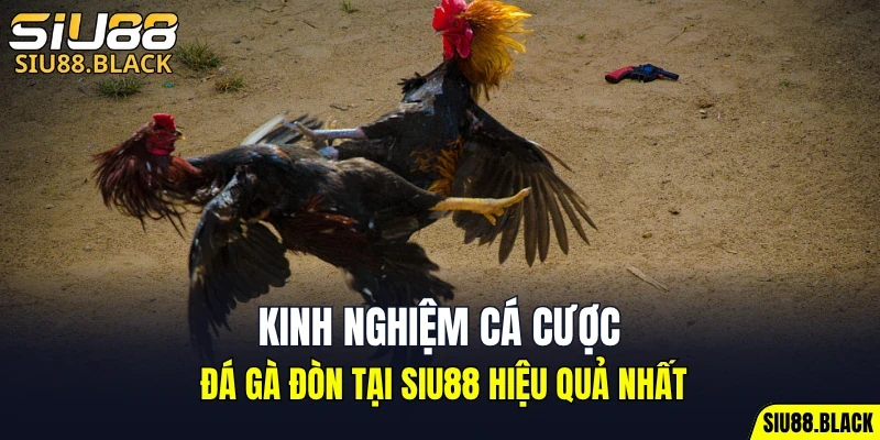 Cách Chơi Bài Uno - Hé Lộ Chiến Thuật Bất Bại Hữu Ích 7 Kinh nghiệm cá cược đá gà đòn tại SIU88 hiệu quả nhất