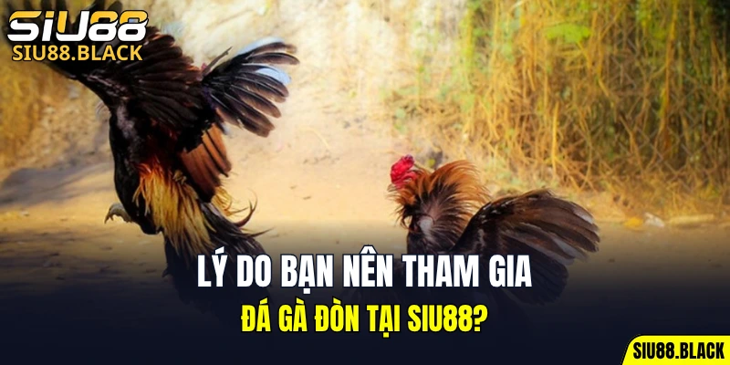 Cách Chơi Bài Uno - Hé Lộ Chiến Thuật Bất Bại Hữu Ích 6 Lý do bạn nên tham gia đá gà đòn tại SIU88?