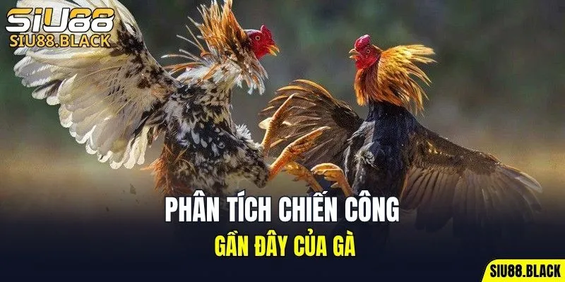 Đá Gà SIU88 6 Phân tích chiến công gần đây của gà